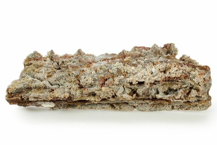 Devonian Petrified Wood (Callixylon) Section - Oldest True Wood #363375